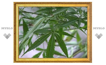 Американская газета ищет дегустатора марихуаны