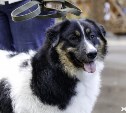 В России владельцев собак обяжут убирать за питомцами во время выгула