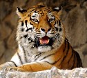 Тульский тигр Цезарь умер в зоопарке Белгорода