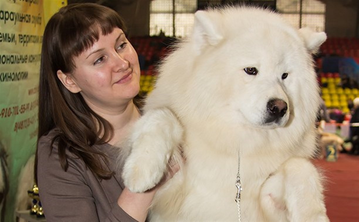 30 ноября в Туле пройдёт Всероссийская выставка собак