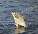 Суд оштрафовал туляка за ловлю рыбы в частном водоёме