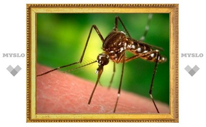 Туляки, остерегайтесь укусов комаров!