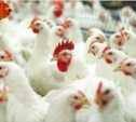 Россельхознадзор отправил свыше 370 тонн курятины обратно в США