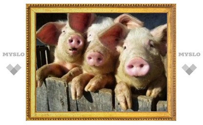 Из-за африканской чумы свиней у жителей Ленинского района отобрали домашних животных