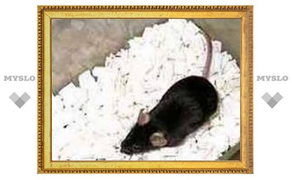Ученые вывели новый вид мышей, которые способны не болеть раком