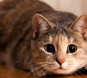 Депутаты Госдумы предлагают ввести платную регистрацию домашних животных