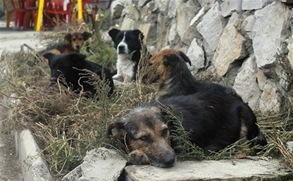 Когда в Туле решат проблему бездомных собак?