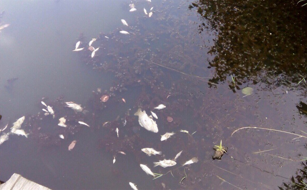 Гибель рыбы в Воронке: Эксперты обнаружили в реке загрязняющие вещества