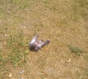 Жители Новомосковска сообщают о массовой гибели птиц