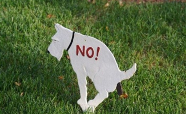 Депутаты запретят собакам гадить в песочницы