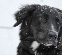 В России заработала горячая линия по защите животных