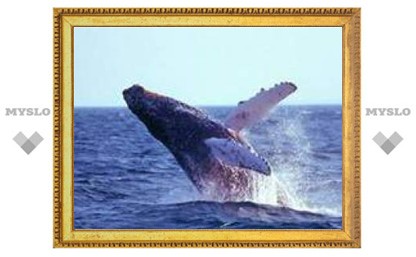 19 февраля: Всемирный день китов