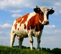 В Одоевском районе полиция задержала похитителя коровы
