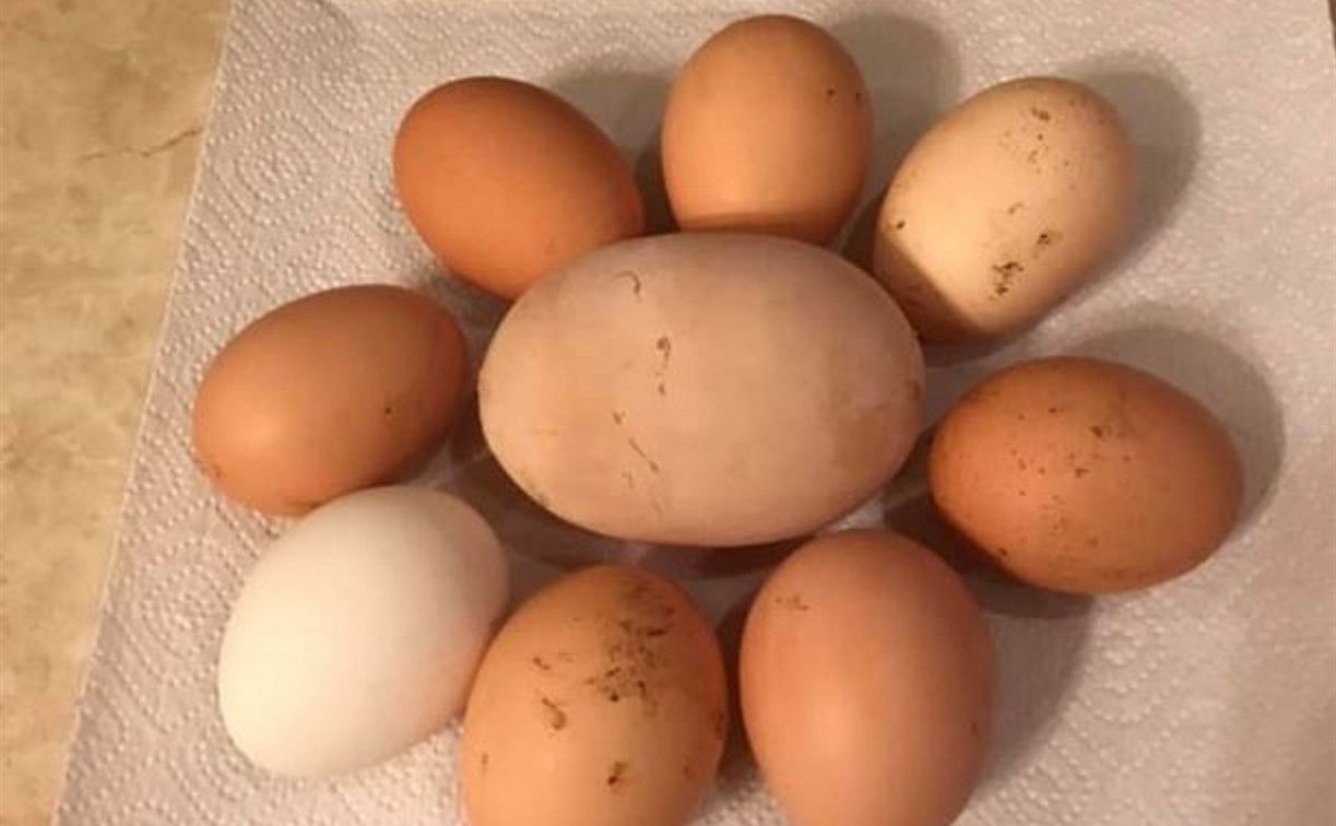 Яйцо тульское купить. Яйцо Тульское. Самое большое куриное яйцо в России. Курица снесла большое яйцо. Тульское яйцо фото.
