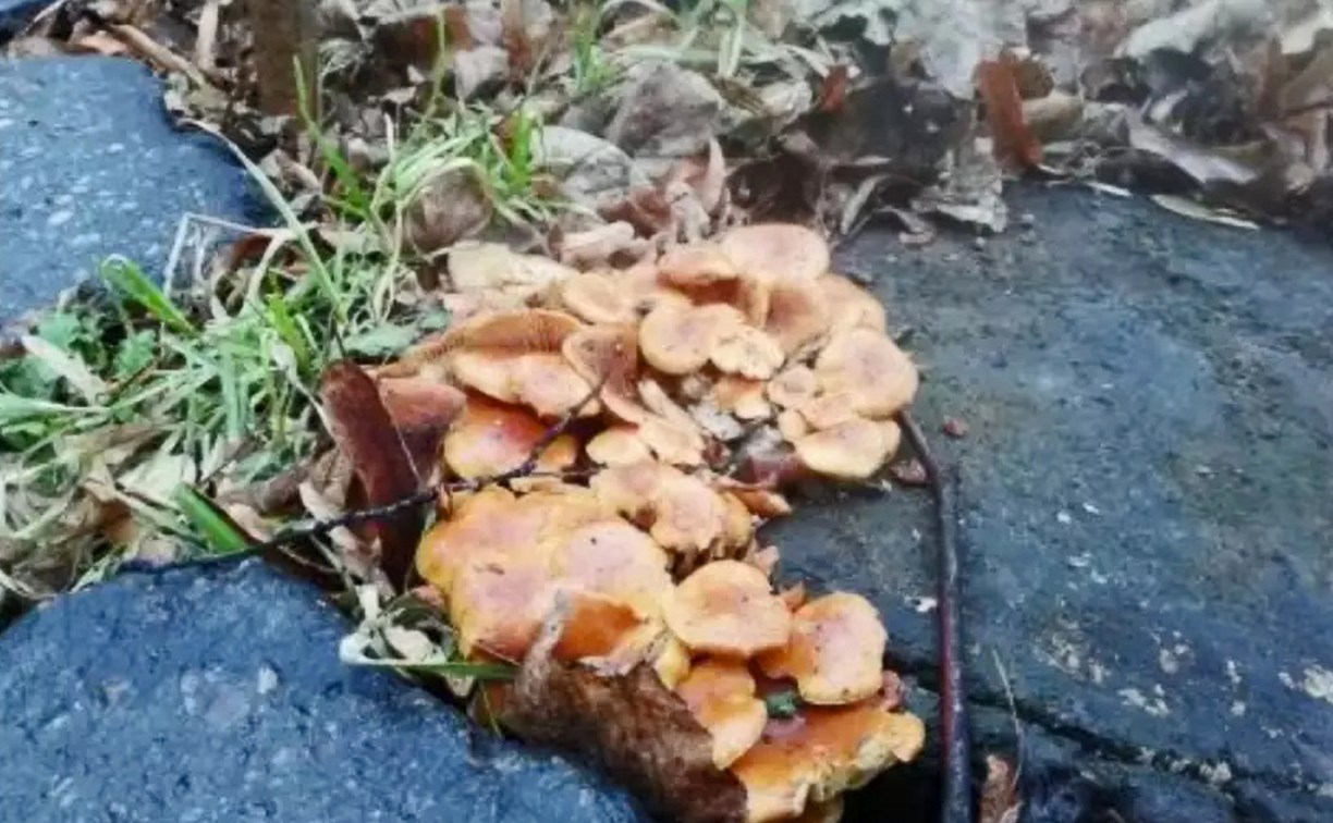 В Тульской области в конце декабря начали расти грибы