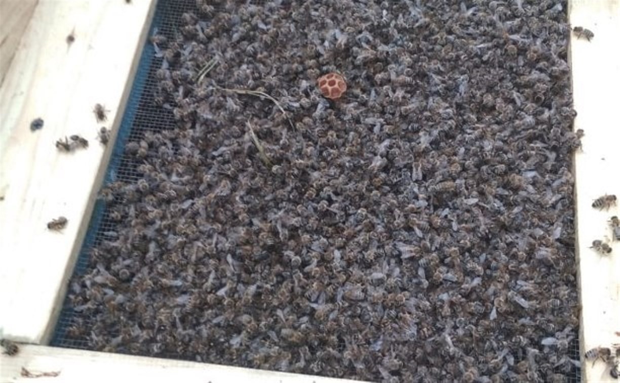 Массовая гибель пчел в Тульской области: пасечники получат выплаты из областного бюджета