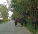 Табун лошадей, атаковавший жителей тульского села, снова гуляет на самовыпасе 