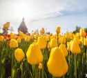 Ко Дню Победы в Туле расцветут 58 тысяч тюльпанов