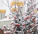 Погода в Туле 15 декабря: до -5 градусов и небольшой снег