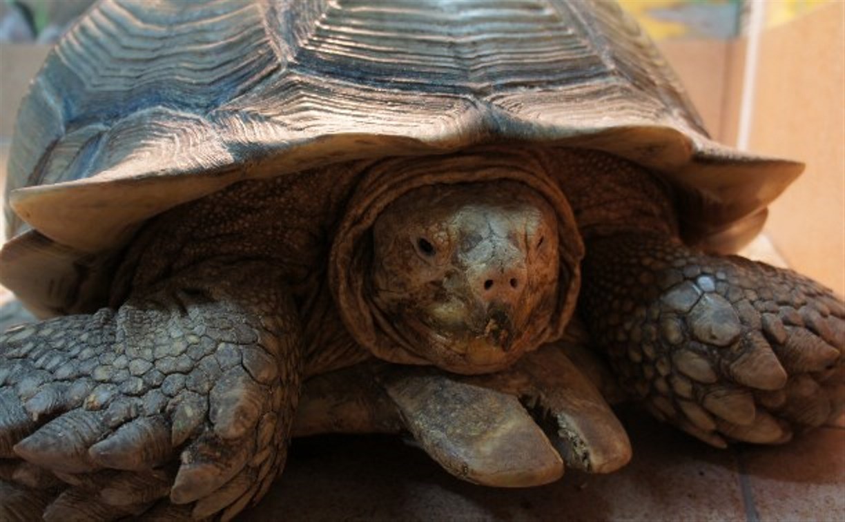 Конкурс от Тульского экзотариума: огромную черепаху назвали Потемкиным