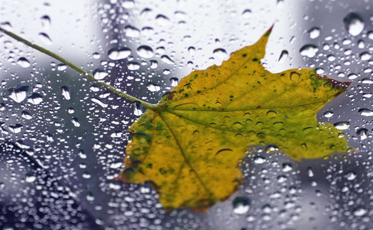 Погода в Туле 14 ноября: облачно, дождливо, до 8 градусов тепла