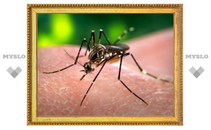 Комары-мутанты помогут бороться с лихорадкой денге