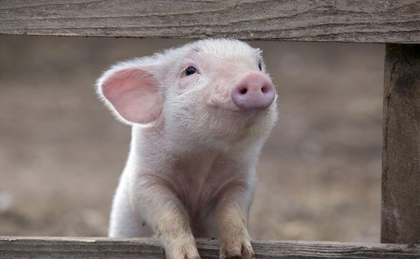 В Тульскую область запретили ввозить свиней, продукцию свиноводства и корма из 10 регионов
