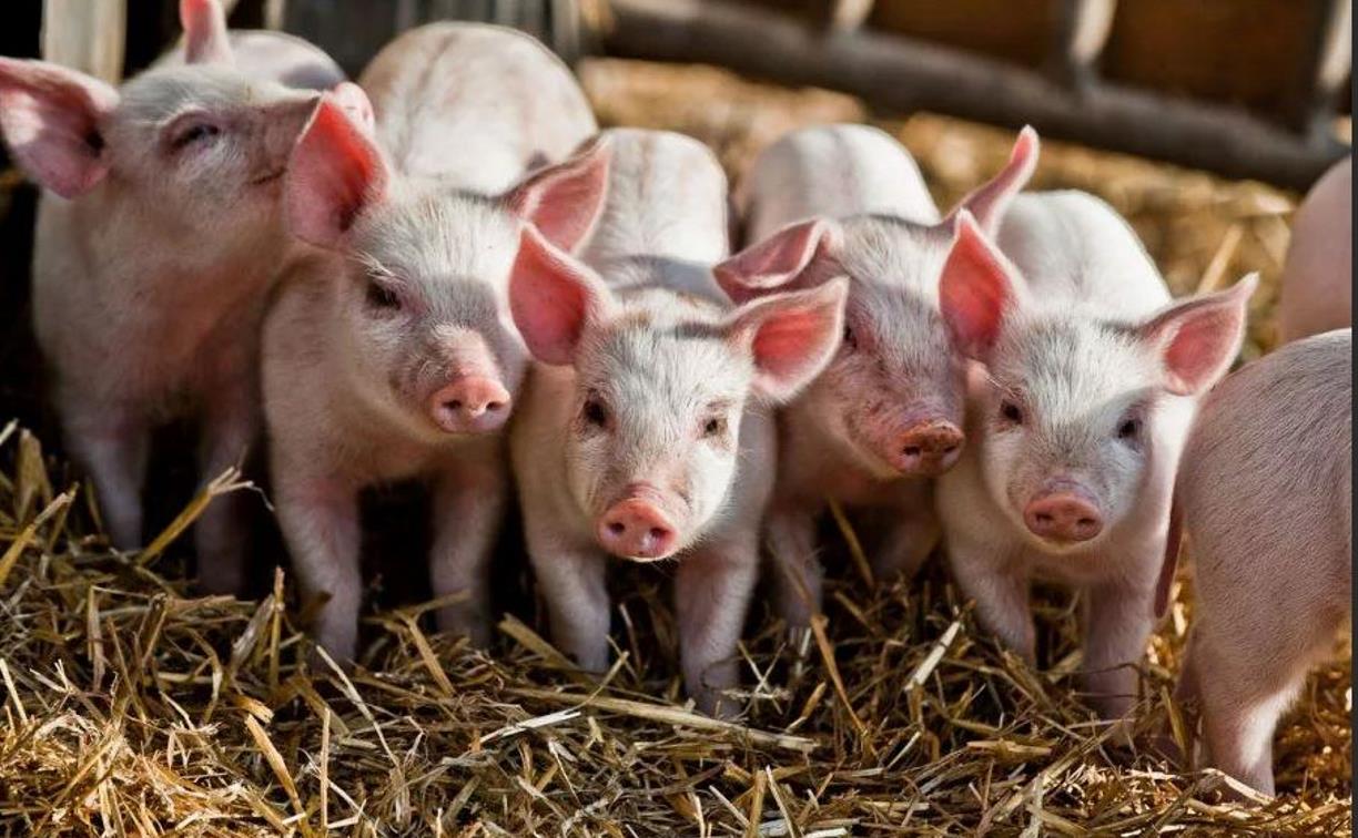 «Тульская мясная компания» произвела 70% свинины в регионе
