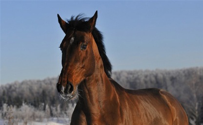 В Тульской области полицейские нашли украденную лошадь
