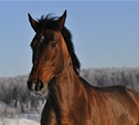 В Тульской области полицейские нашли украденную лошадь