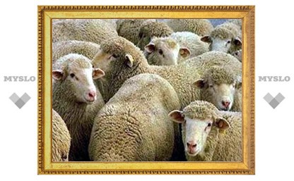 В Тульской области украли 17 овец