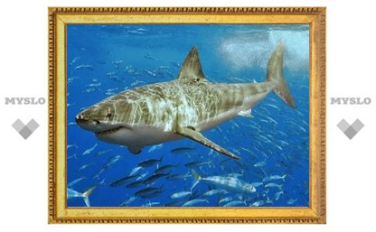 Белые акулы устроили в Приморье "родильный дом"