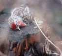 Туляков зовут на борьбу с массовым убийством птиц на Благовещение