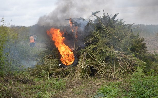В Тульской области полицейские сожгли 10 тысяч кустов конопли