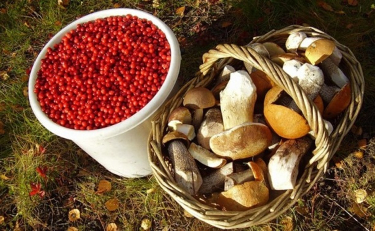 Россиянам разрешат свободно собирать ягоды и грибы - Новости Тулы и области  - MySlo.ru