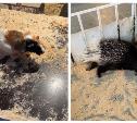 «Животные замученные, у них мало места»: жительница Богородицка пожаловалась на контактный зоопарк