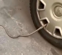 Туляки заметили странную змею в колесе автомобиля: видео