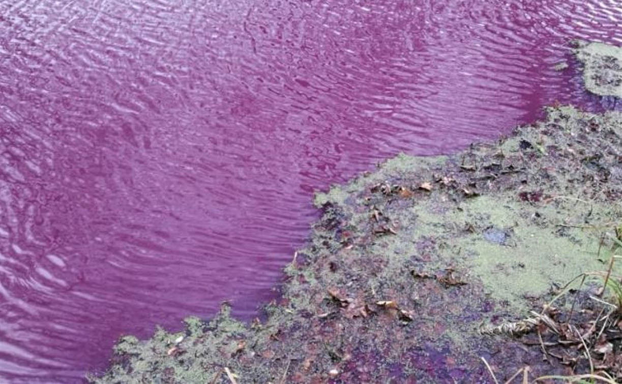 Средний пруд в Ясной Поляне снова окрасился в фиолетовый цвет: видео