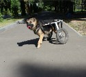 В Новомосковске у собаки-инвалида украли коляску