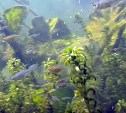 Окно в природу: туляк снял на видео подводный мир речки Солова