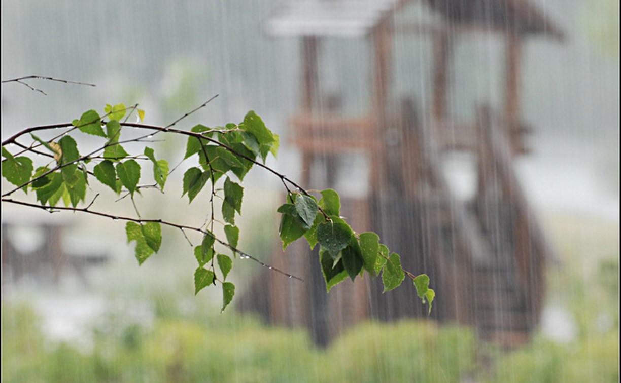 Дождь начавшийся утром. Лето дождь. Весенний дождь. Деревья после дождя.