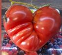 Никакой «химии»: тулячка вырастила огромный томат в форме сердца