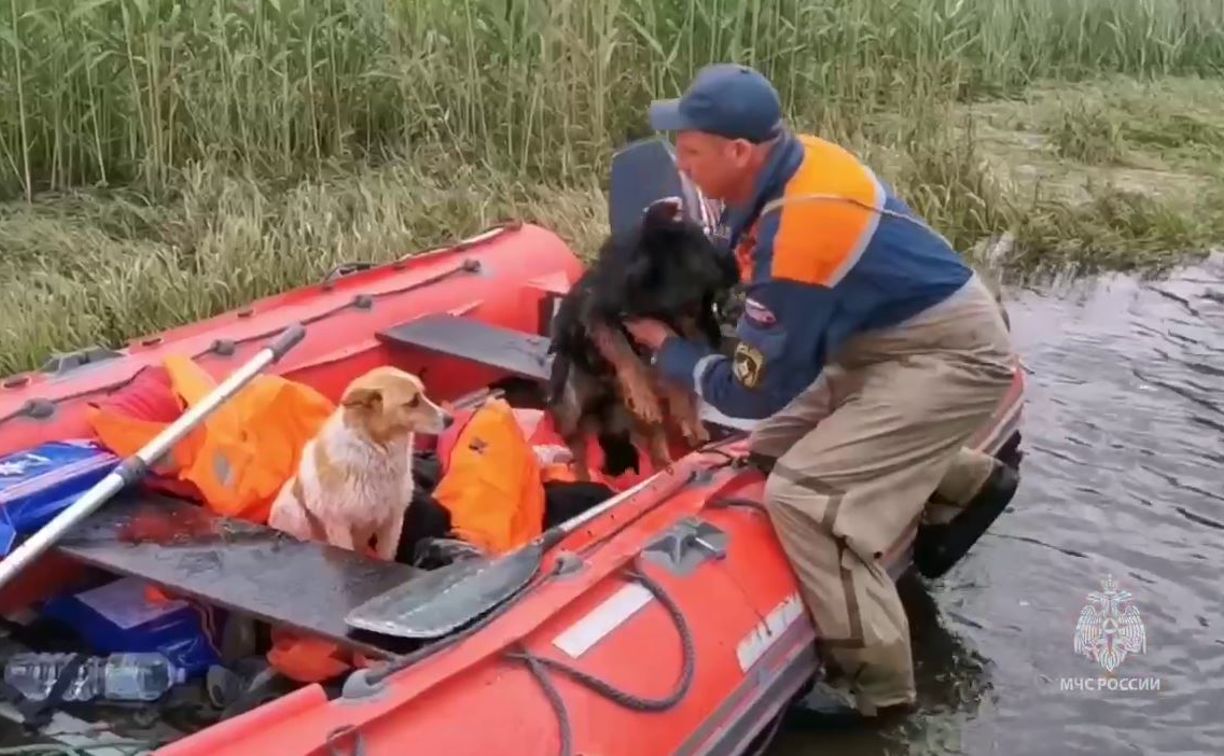 Тульские волонтеры едут в зону затопления Каховской ГЭС для спасения животных