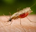 В 2019 году жители завезли в Тульскую область малярию, лихорадки денге и Западного Нила 