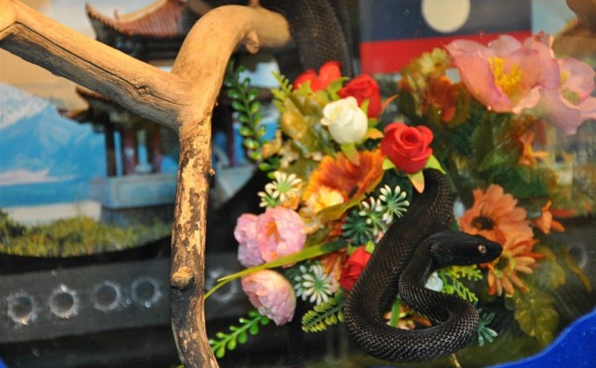 В конкурсе красоты среди змей победила мисс Япония