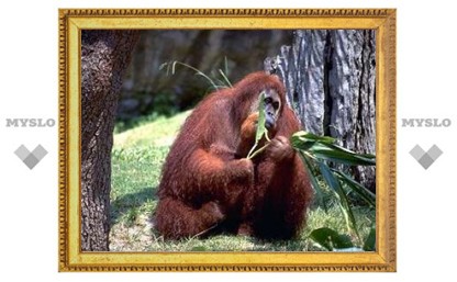Орангутаны оказались самыми "экономными" приматами