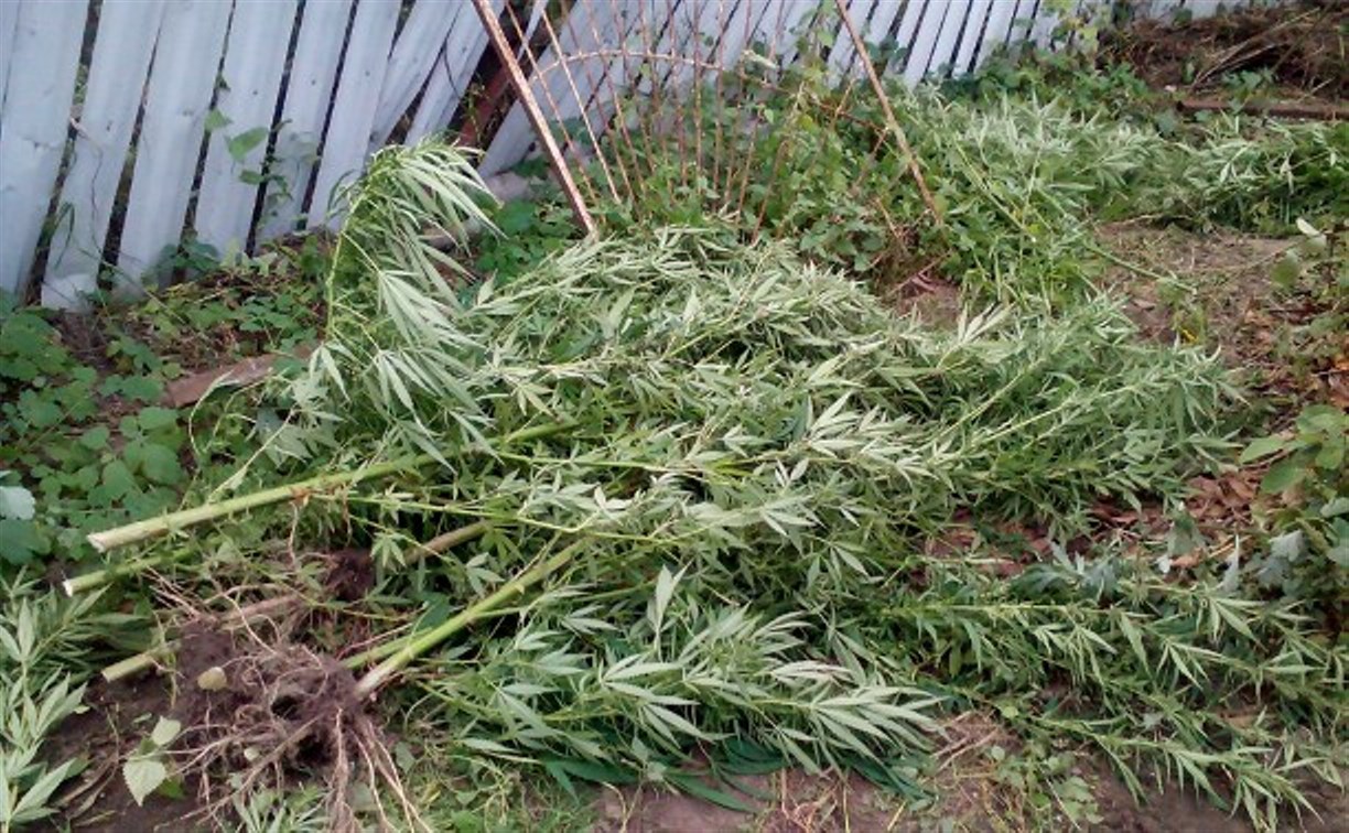 Полицейские обнаружили у туляка 11 мешков с растением, похожим на коноплю