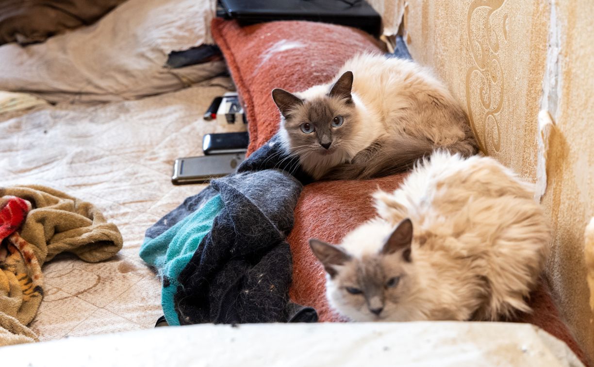 В Щекино мужчина развел в квартире 15 кошек и отравил жизнь соседям -  Новости Тулы и области - MySlo.ru