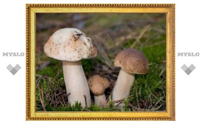 Трое туляков отравились белыми грибами