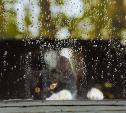 Погода в Туле 28 мая: дождливо и тепло